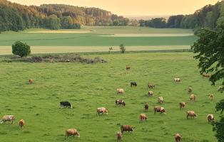 Auf einer weitläufigen, saftig grünen Wiese grasen etwa 30 Kühe – überwiegend braun-weiß, einige schwarz-weiß und hellbraun. Im Hintergrund erstrecken sich Felder, sanfte Hügel und ein dichter Wald. Die Landschaft ist in weiches Abendlicht getaucht, der Himmel ist leicht orange gefärbt, was auf den Sonnenuntergang hindeutet. Rechts im Bild ragt ein großer Baum ins Bild, der den Vordergrund leicht einrahmt. Die Szene vermittelt Ruhe und ländliche Idylle.